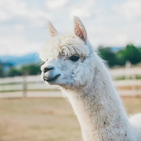 Feriegård Nad Lakami