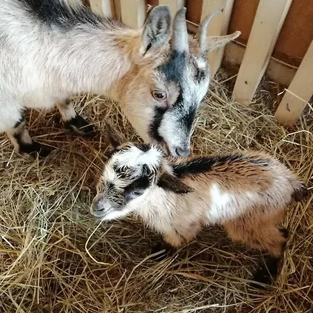 Nad Lakami Séjour à la ferme