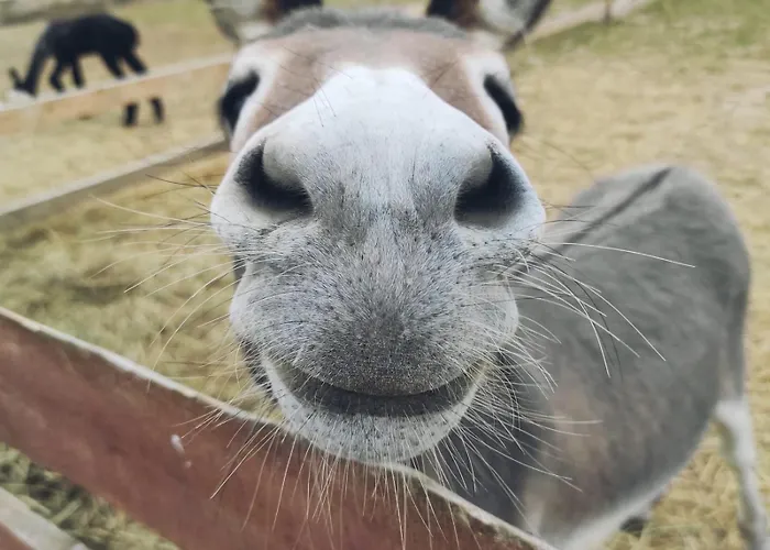 Nad Lakami Feriegård *