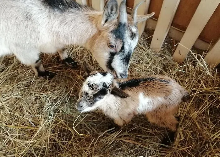 Nad Lakami Feriegård